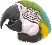 MACAW1.jpg - 12014 Bytes